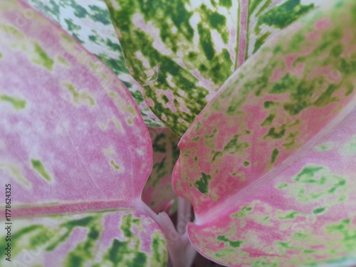 Top view, Close-up of the pink Aglaonema in a plant pot, an ornamental plant with a unique leaf pattern.