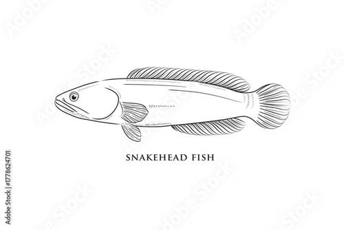 Snakehead fish, hand draw sketch vector.