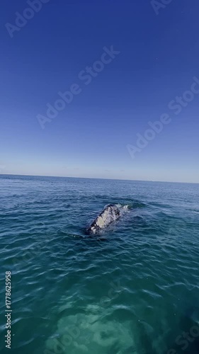 Tourist pointing at a majestic gray whale swimming and surfacing in clear ocean water. Close up encounter with marine wildlife on a sunny day