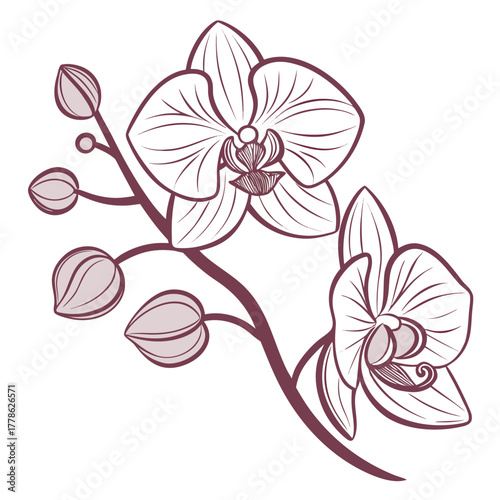 Orchid's delicate touch: An exquisite illustration of orchids, their soft petals and intricate details showcasing the flower's graceful essence.