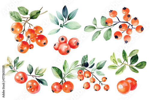 watercolor cranberry berry branch with green leaves illustration hand drawn berries clip art