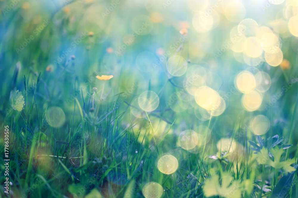 Fototapeta premium bokeh grass and flowers, summer nature background, blurred sun glare on fields of meadow flowers and fresh grass