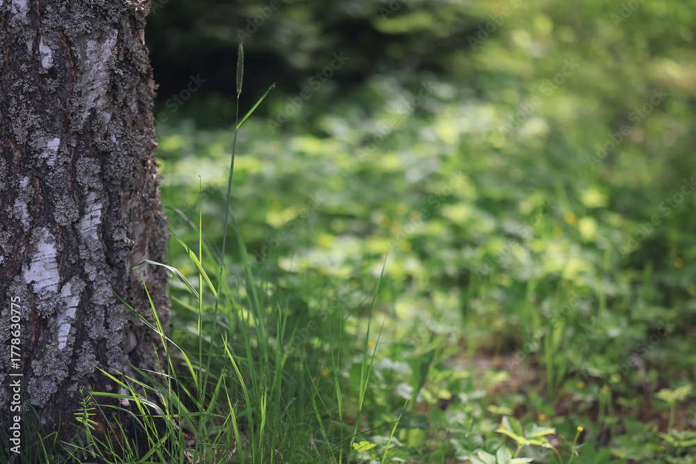 Fototapeta premium background of fresh green grass, nature in the field