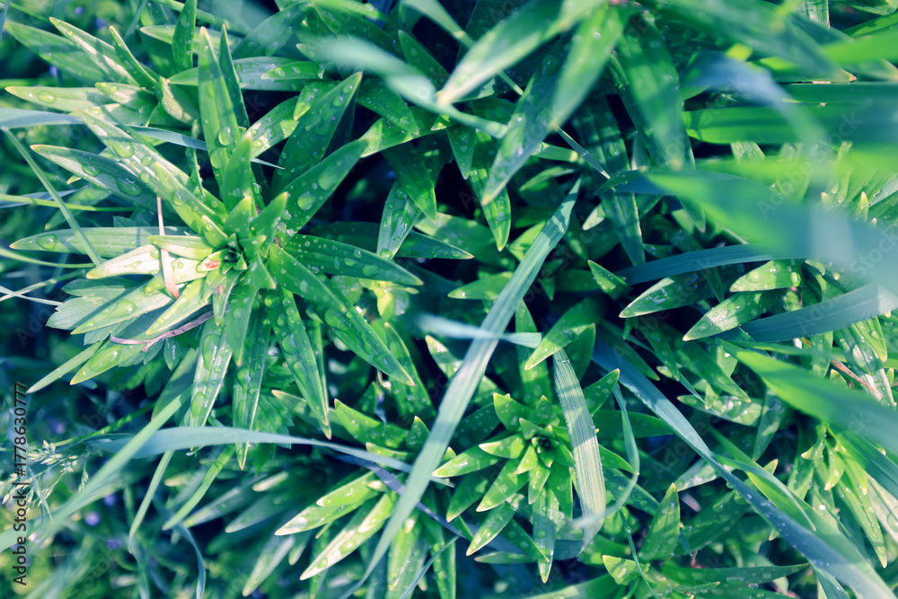 Fototapeta premium Fresh green summer background in the village, plants nature backdrop