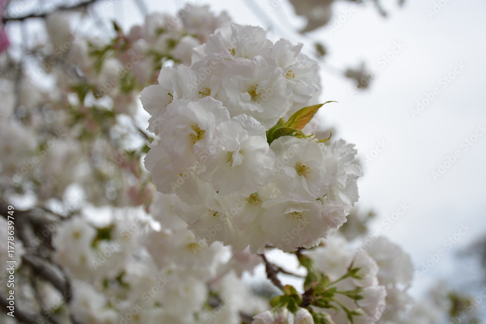 Fototapeta premium 福岡城と桜