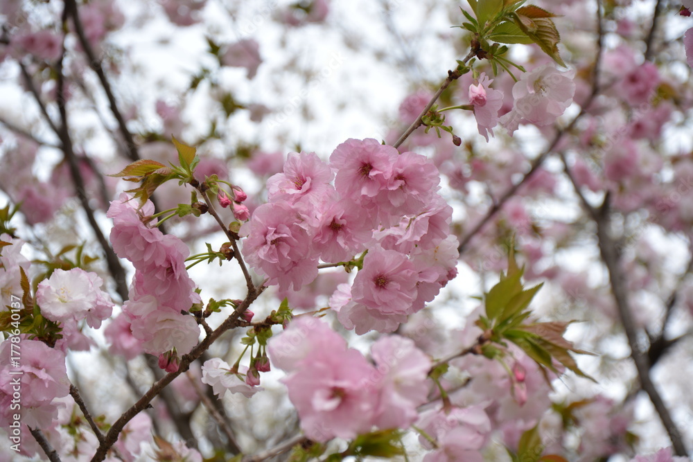 Obraz premium 福岡城と桜