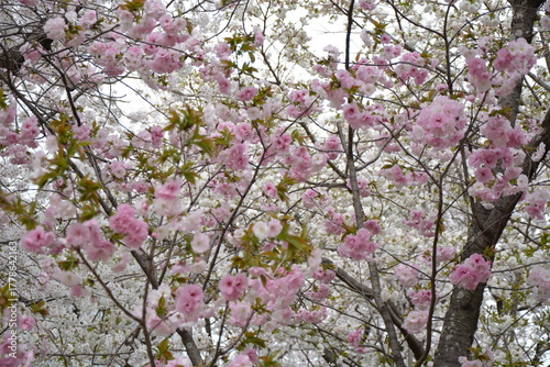 Wallpaper Mural 福岡城と桜 Torontodigital.ca