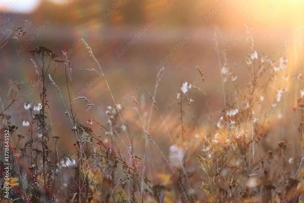 Fototapeta premium Autumn nature view, dry grass on a sunny day, the background of the outgoing season in warm tones