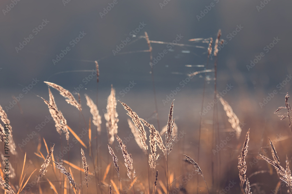Fototapeta premium Autumn nature view, dry grass on a sunny day, the background of the outgoing season in warm tones