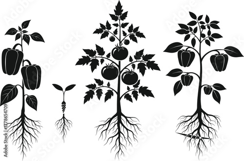 Tomato and bell pepper plants with roots and seedling growth stages, organic farming, agriculture, vegetable cultivation, and botanical vector illustration design