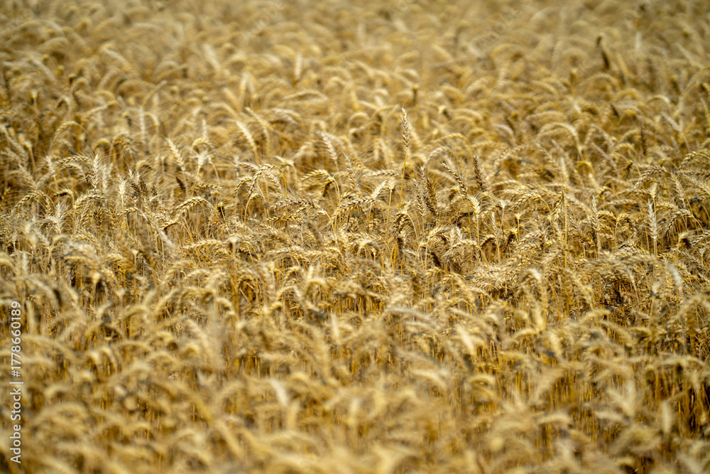 Naklejka premium Wheat background for agricultural and organic themes. Wheat background farmland. Textured wheat background for rural and agrarian concepts. Natural wheat background with golden harvest.