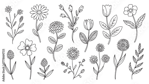 Collection of handdrawn floral elements