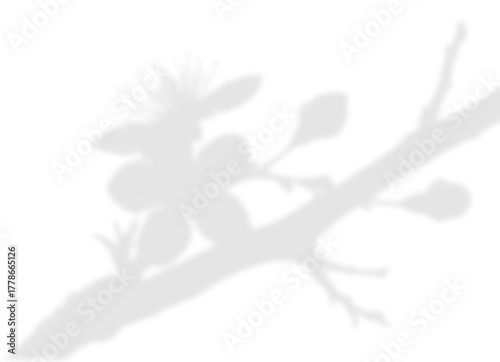 Soft Floral Branch Shadow Overlay