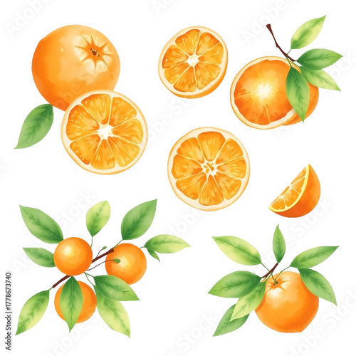 Watercolor Orange Clipart Set
