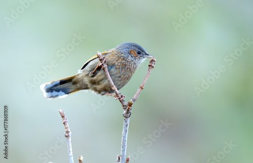 The Thrush sits quietly on a dry twig, blending naturally with the soft brown tones of its woodland surroundings.