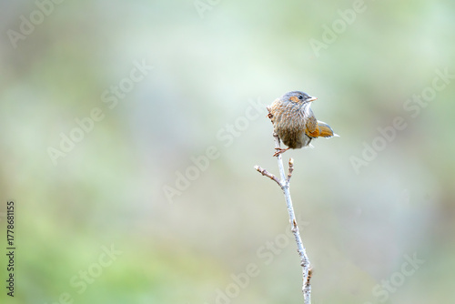 The Thrush sits quietly on a dry twig, blending naturally with the soft brown tones of its woodland surroundings.