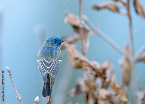 Wild Redstart captured amid dry grass and fallen leaves