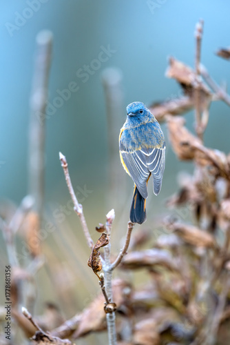 Blue-fronted Redstart resting quietly in leafless forest area