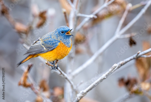 Autumn morning: The Blue-fronted Redstart calls out from a tree. The scene balances the bird's blue head with the surrounding red, orange, and yellow foliage.