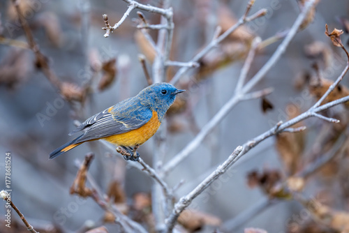 The Redstart rests in dry habitat, its vivid blue and orange plumage contrasting beautifully with the brown autumn landscape.