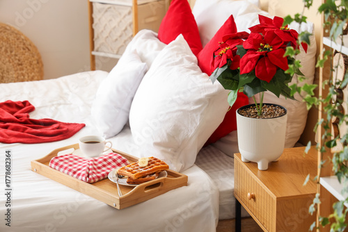 Christmas plant poinsettia ...