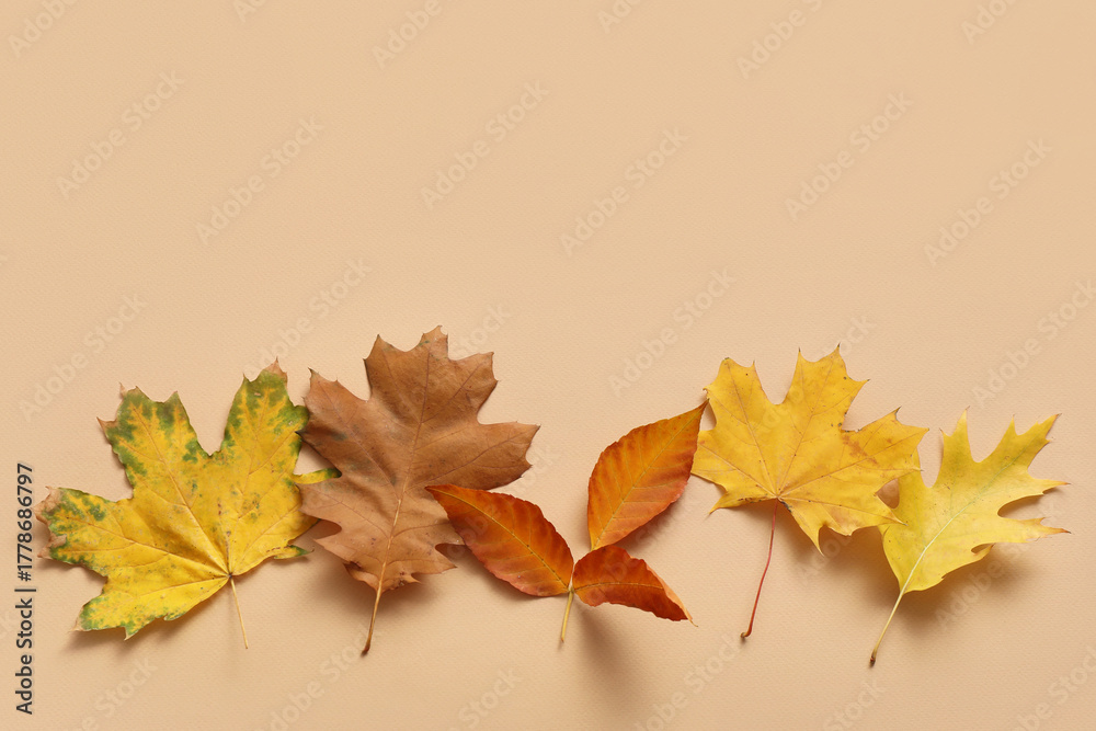 Fototapeta premium Composition with beautiful autumn leaves on beige background, closeup