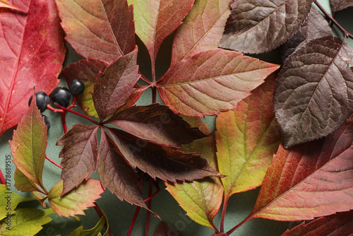 Different autumn leaves on ...