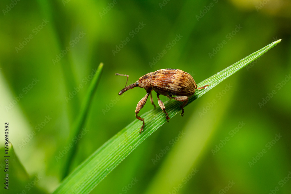 Fototapeta premium Close-up of a brown weevil on a green leaf in a lush garden environment during daylight
