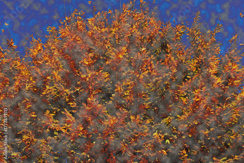 autumnal colored beech tree in fog