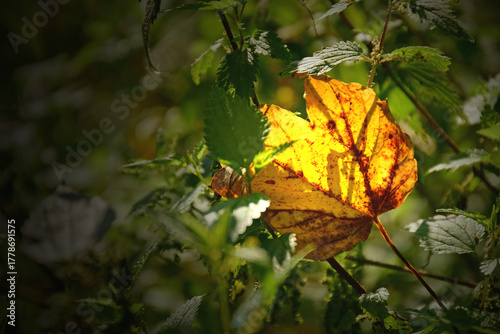 autumnal colored maple leaf, between stinging nettles