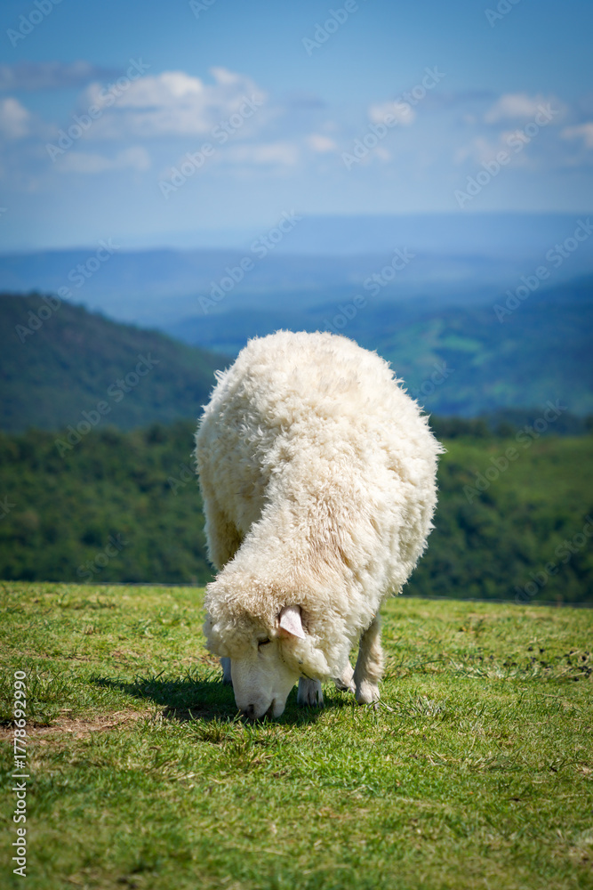 Fototapeta premium the sheep in the nature 