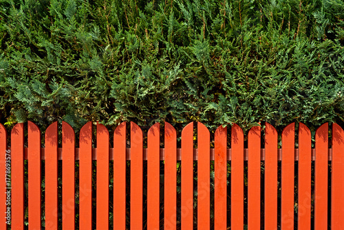 Nature background with coniferous shrub above wooden fence