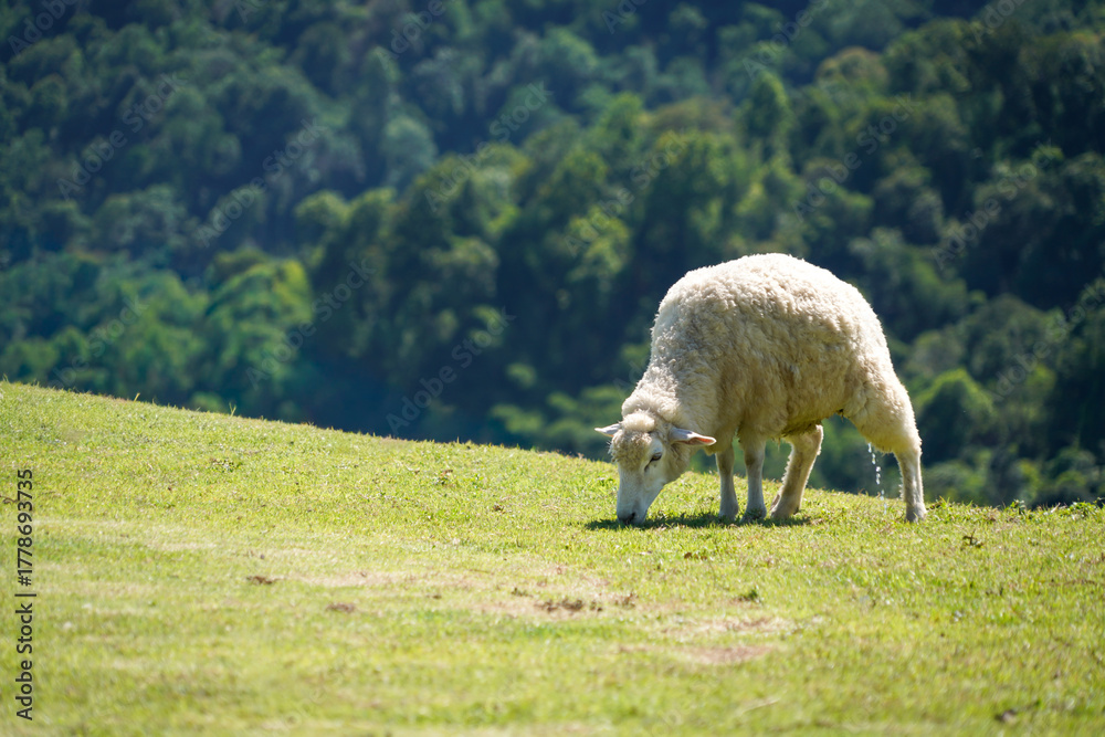 Fototapeta premium the sheep in the nature 