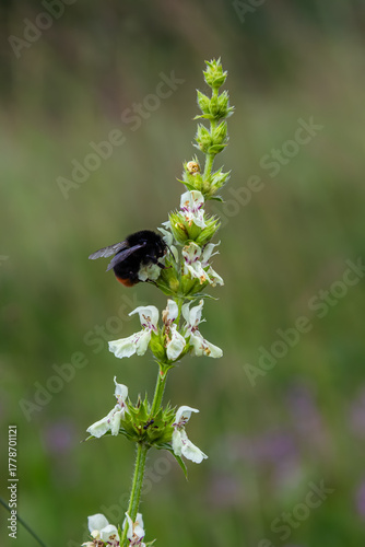 Red-tailed bumblebee foraging on woundwort flowers in a vibrant natural setting during a sunny day