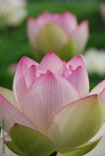 Large lotus flowers beginning to bloom in a lotus pond early in the morning in early summer (pink and white gradation, telephoto zoom shot) / 初夏の早朝の蓮池で咲き始める大輪のハスの花(ピンクとホワイトのグラデーション色，望遠ズーム撮り)