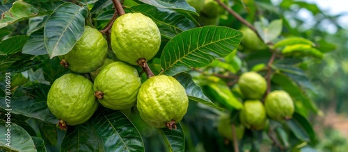 Green guavas growing on a branch in tropical orchard