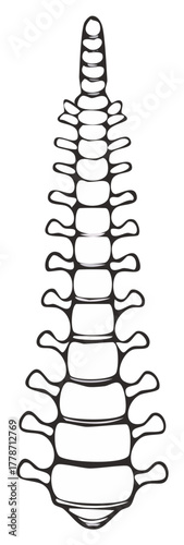 Spinal Column Line Art Anatomy Medical Skeleton Spine Vertebrae Backbone Illustration