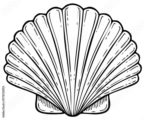 Hand drawn scallop seashell illustration in a black and white line art vector style