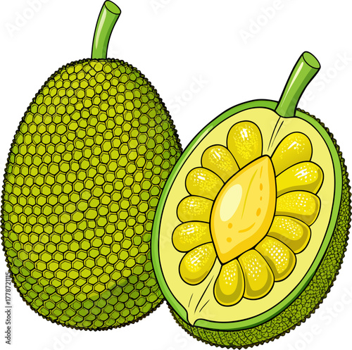 Jackfruit Vector Illustration | Tropical Exotic Fruit Clipart | Fresh Organic Food Design