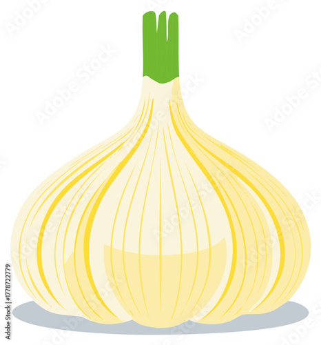 Fresh garlic bulb illustration with vibrant green sprouts a healthy cooking ingredient