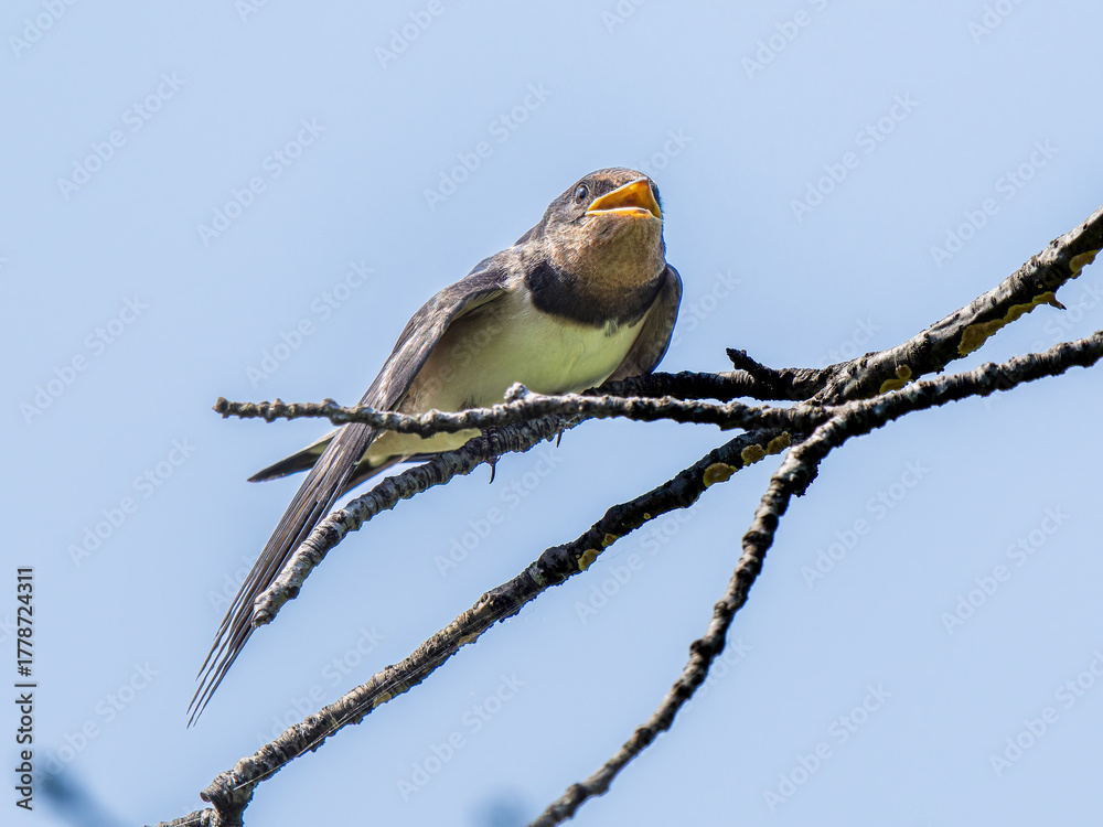 Fototapeta premium 枝にとまるツバメ