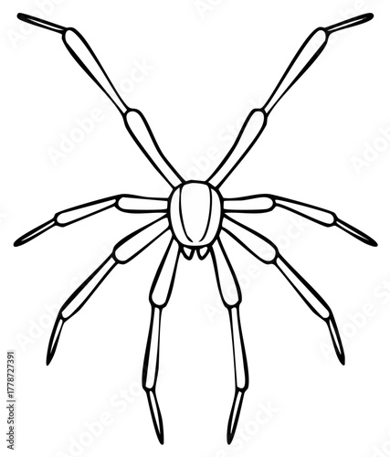Black and white spider outline, insect illustration, arachnid, vector drawing