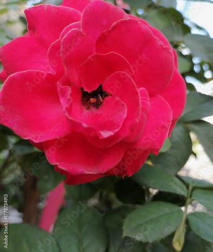 Deep Red Rose with Insect Pollinating in the Center