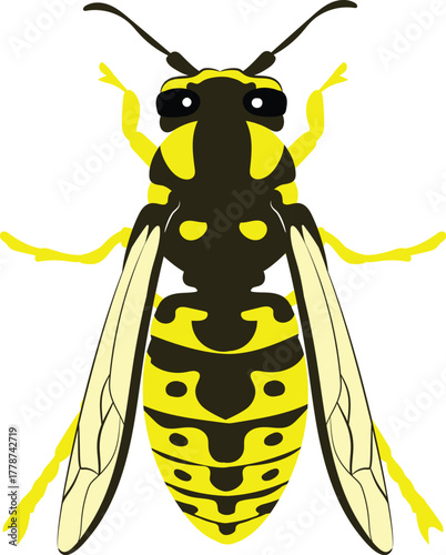 Vector Illustration of a Yellow jacket Bold Yellow and Black Striped Stinging Insect Drawing for Wildlife, Pest Control, and Educational Use