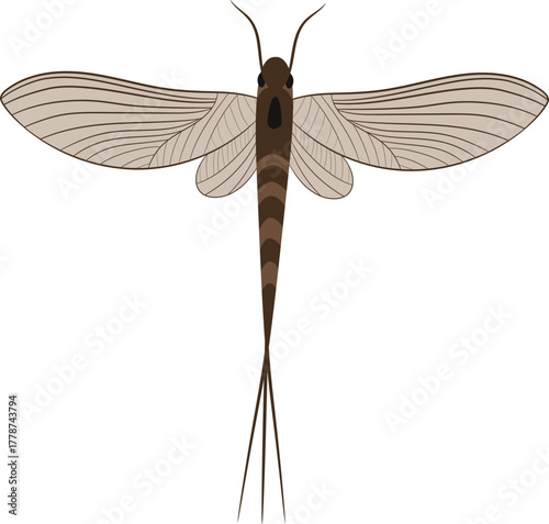 Vector Illustration of a Mayfly Delicate Aquatic Winged Insect Drawing for Freshwater Nature and Biology Education