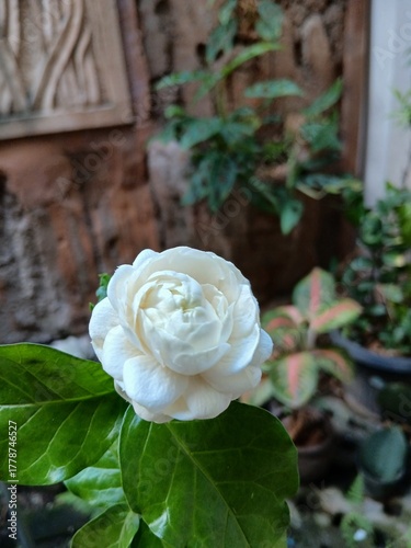 Close-Up of a Blooming Arabian Jasmine Flower