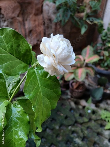 Close-Up of a Blooming Arabian Jasmine Flower