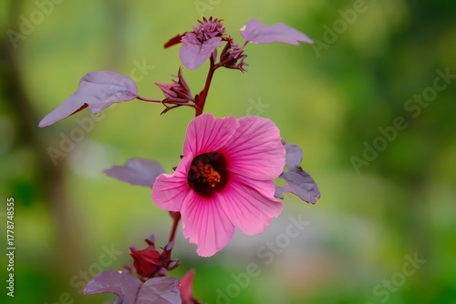 Delicate Pink Cranberry Hibiscus Flower with Dark Leaves Bokeh