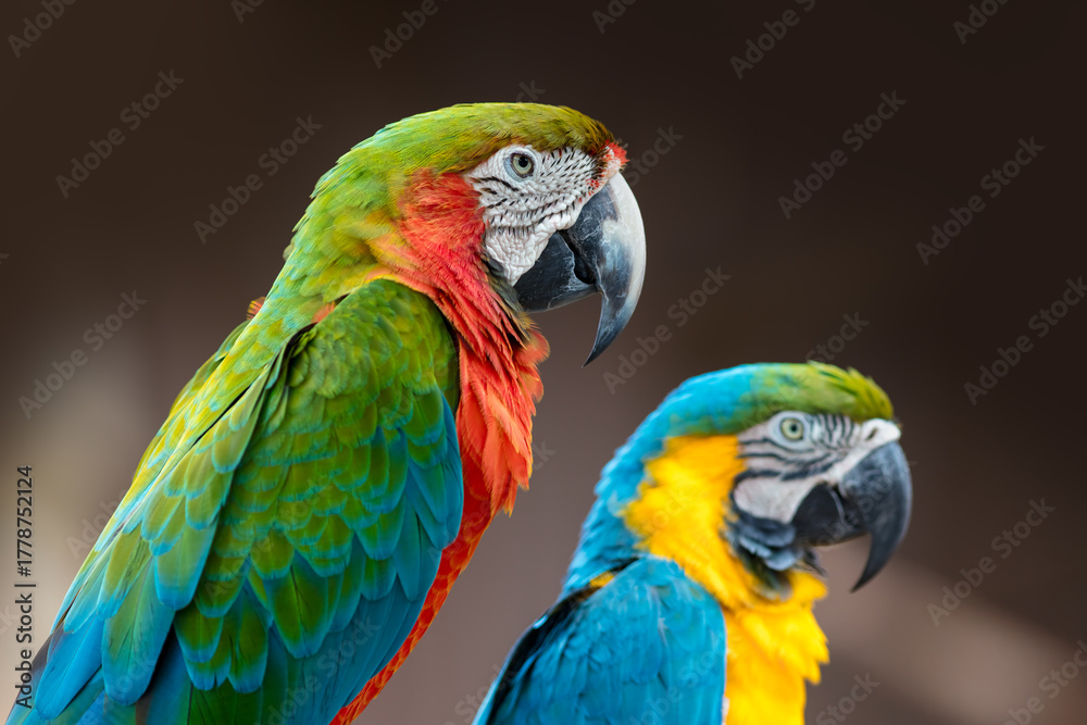 Fototapeta premium Close up view of two beautiful colorful Macaw birds native to South America.