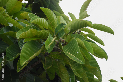 Close up of Ficus callosa, a species of tree in the family Moraceae native to India, southern China, Indo-China and Malesia